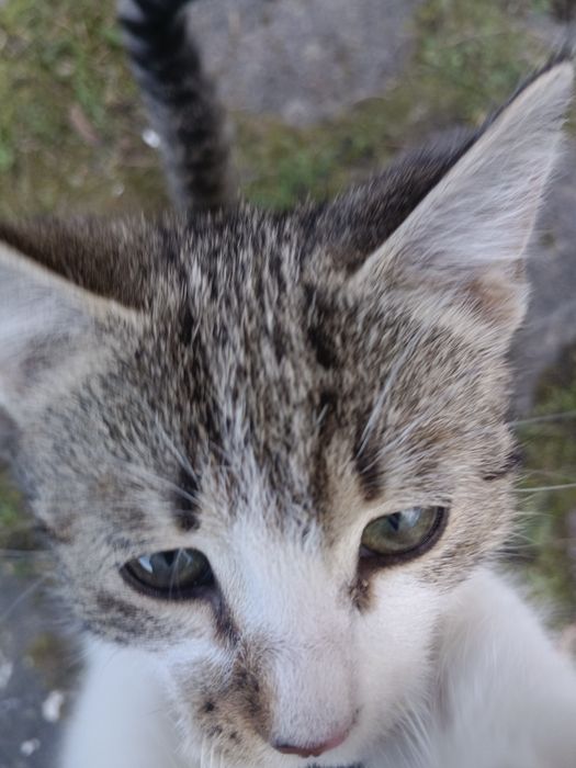 Oddam kotkę w dobre ręce