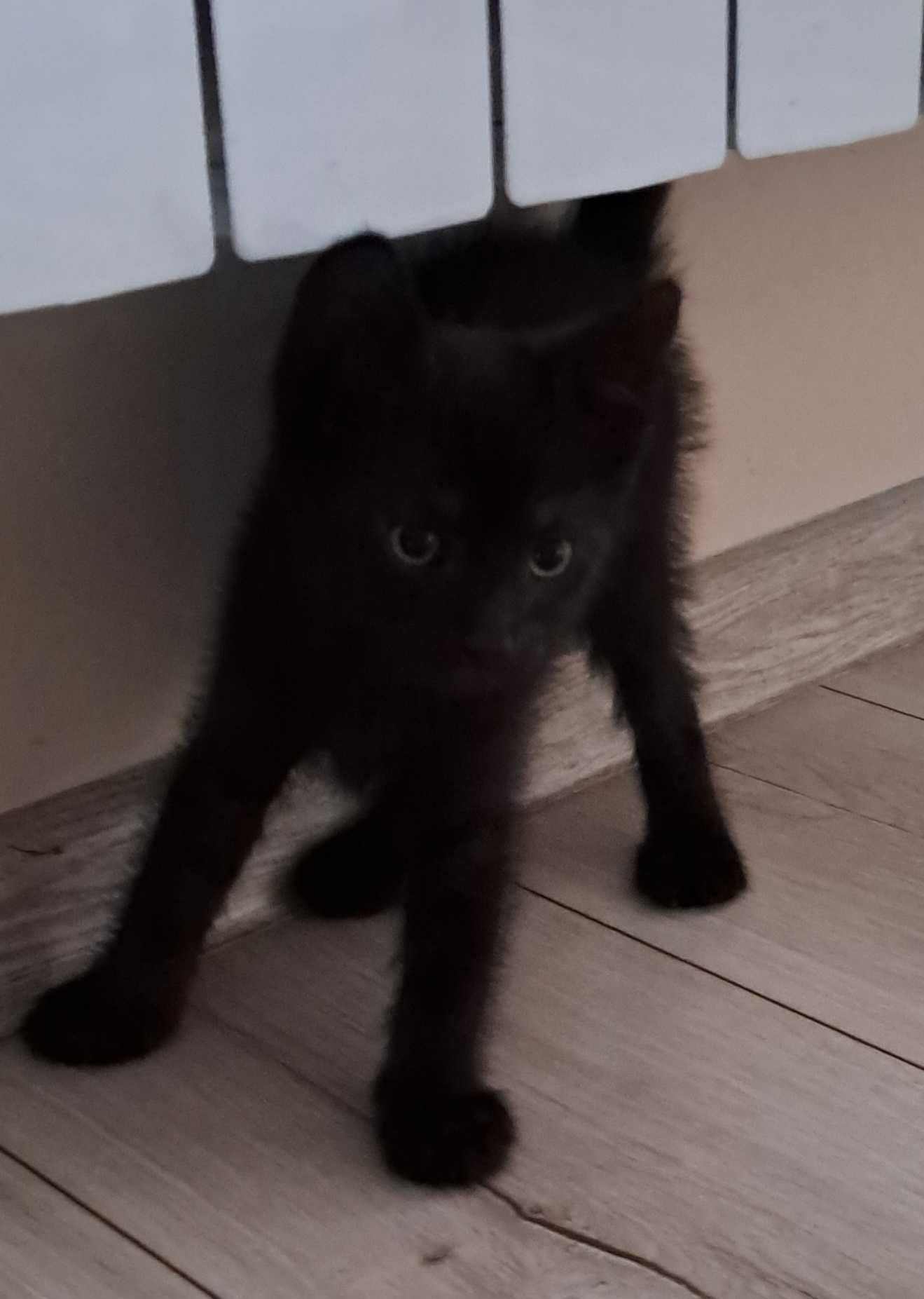 Czarny kotek do oddania