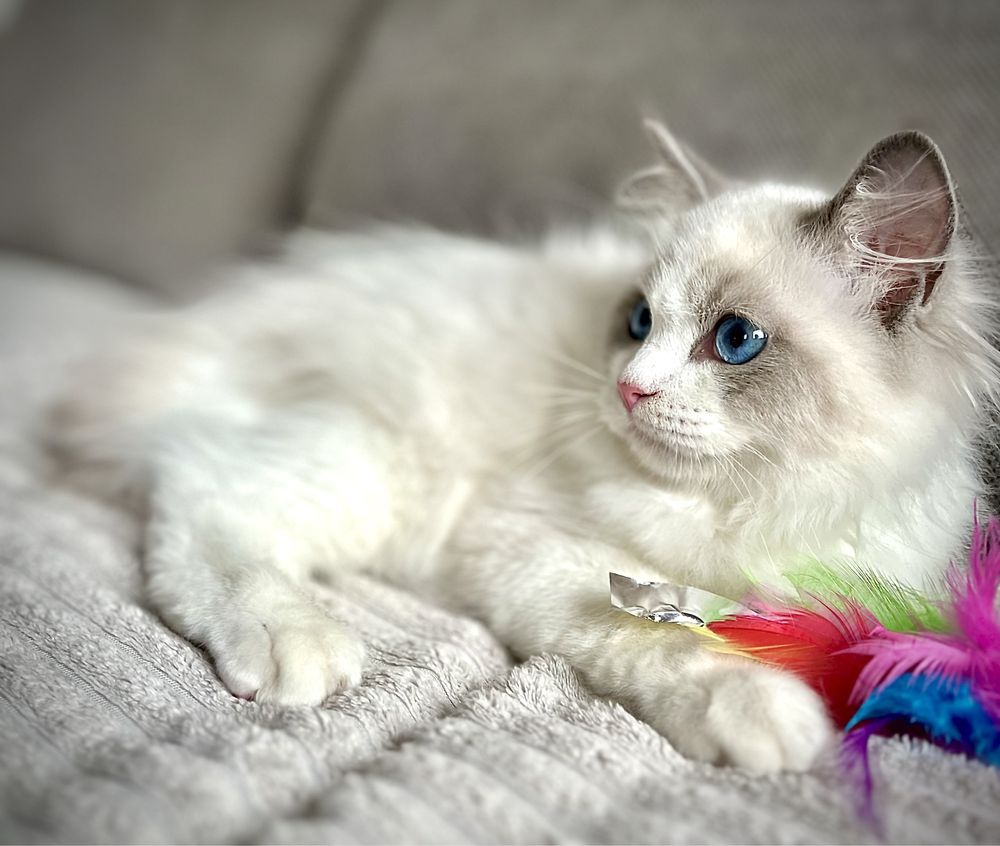 Ragdoll sliczny chlopczyk