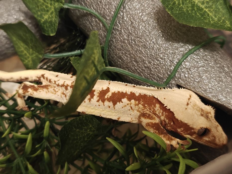 Gekon orzęsiony red/lilly white 20g samczyk WeedGeckos