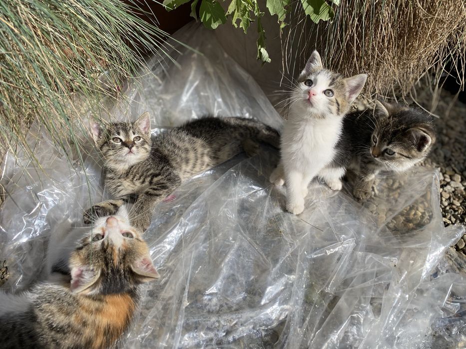 Oddam przyjazne kotki w dobre ręce