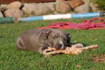 American Staffordshire Terrier ZKwP Amstaf FCI błękitna suczka WAIKIKI