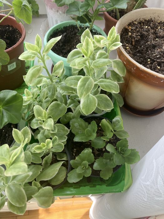 Фікус каучуконосний, Ледебурія, хлорофітум, традесканція