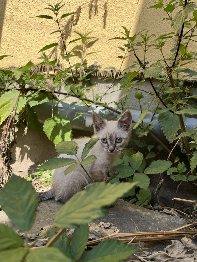 Віддам котиків в добрі руки