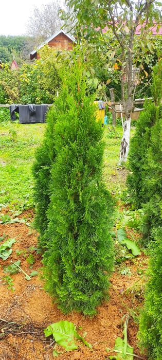 Продам туя смарагд