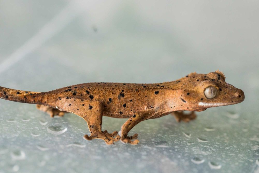 Młode gekony orzęsione