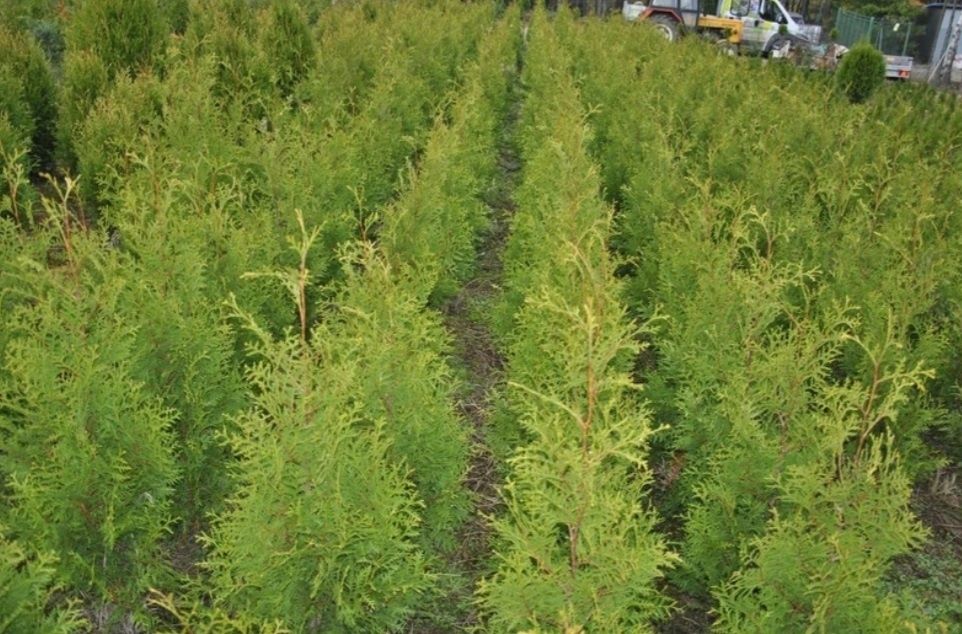 Tuja Brabant 160cm Promocja Thuja Żywopłot