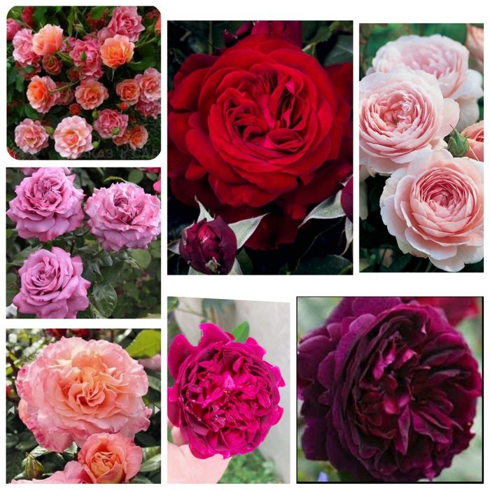 Роза Августа Луиза, Жан както , Манстед Вуд, королева Швеции и другие