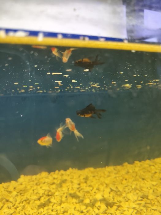 Peixes água fria apartir de 2.50€