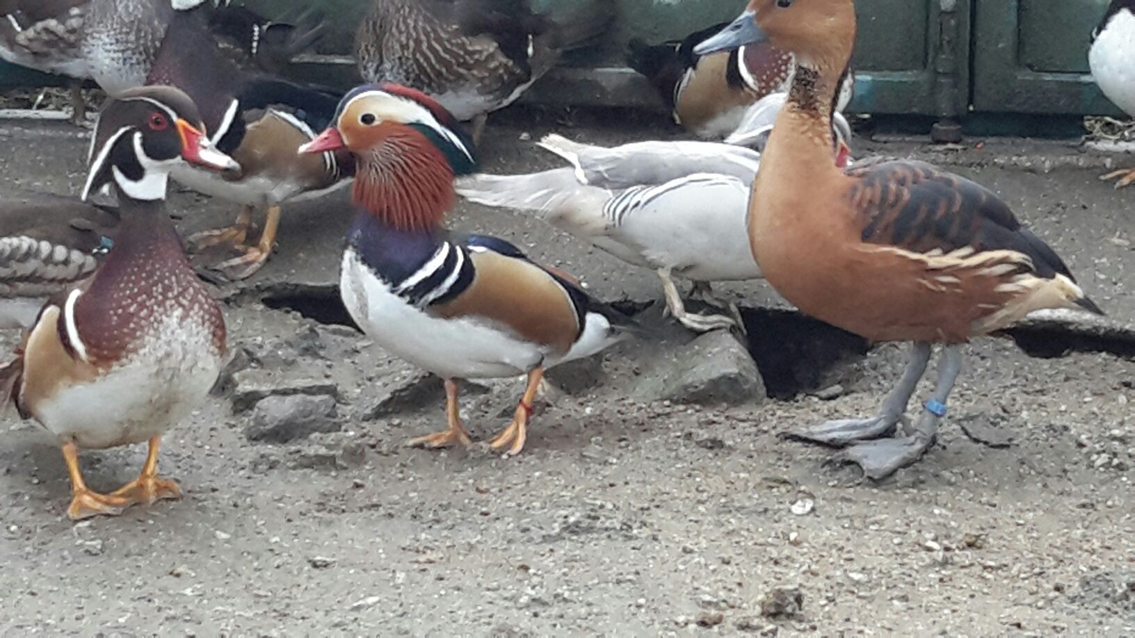 Pato *Mandarim*Carolino* variedades*