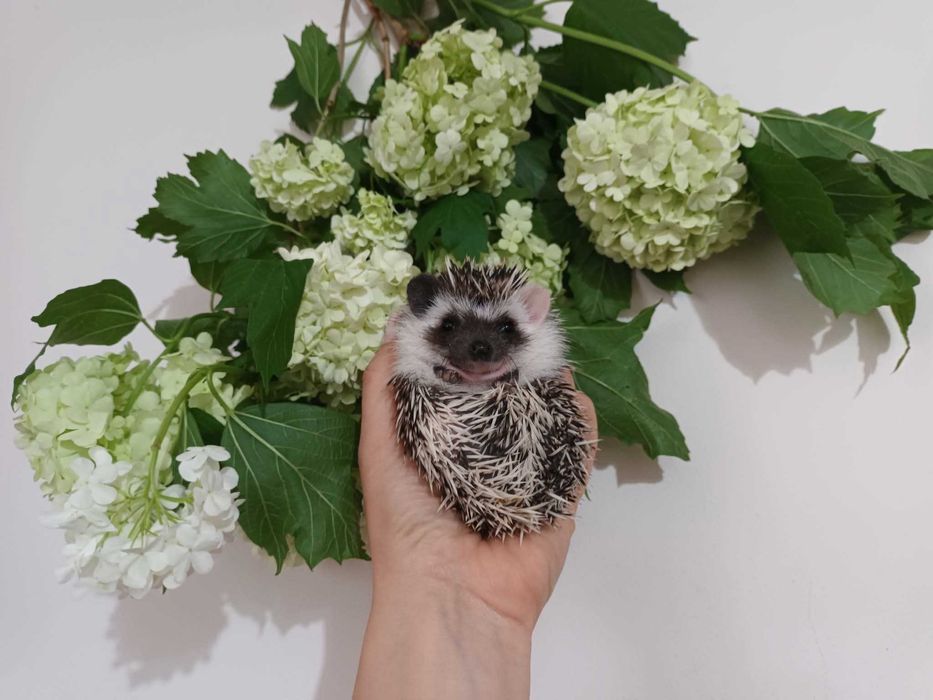 Jeże, jeż pigmejski,  jeżyki, z książeczką zdrowia i rodowodem