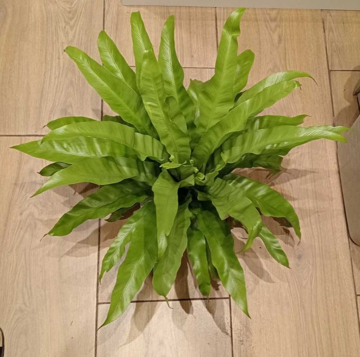 Asplenium wielka roślina doniczkowa