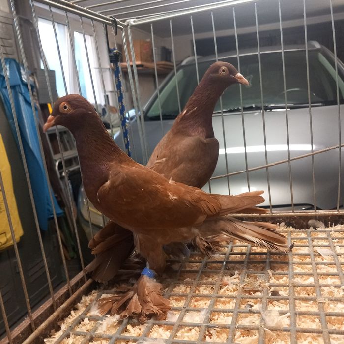 Gołebie Ozdobne Bociany