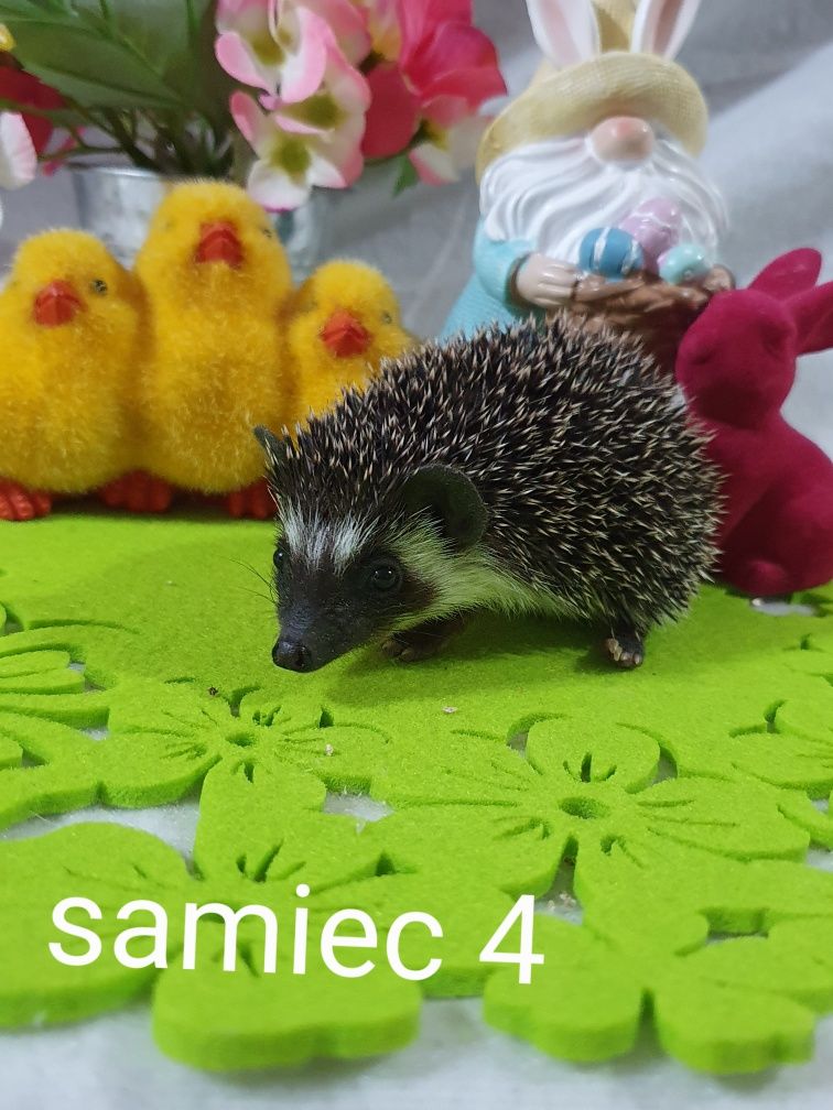 Jeż afrykanski jez pigmejski