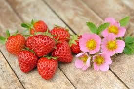 Morangos de Flôr Vermelha - DELICIOSOS Planta De coleção