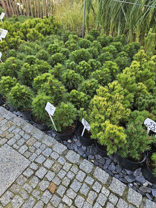 Jałowiec,Sosna szczepiona na pniu,Tuja szmaragd,Klony szczepione