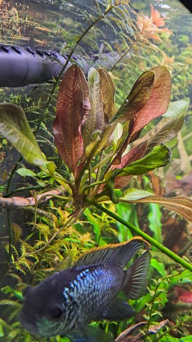 Żabienica "Mercedes"