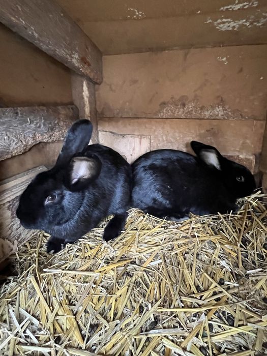 Młode króliki wiedeńskie