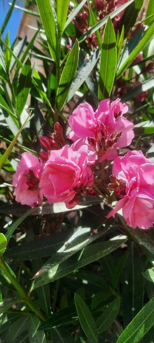 Олеандр рожевий , саджанці