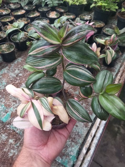 Trzykrotka zebrina discolor milticolor