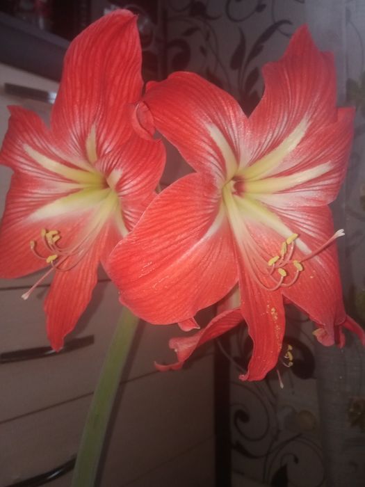 Вазон Гіппеаструм