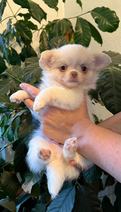 Chłopiec długowłosy FCI