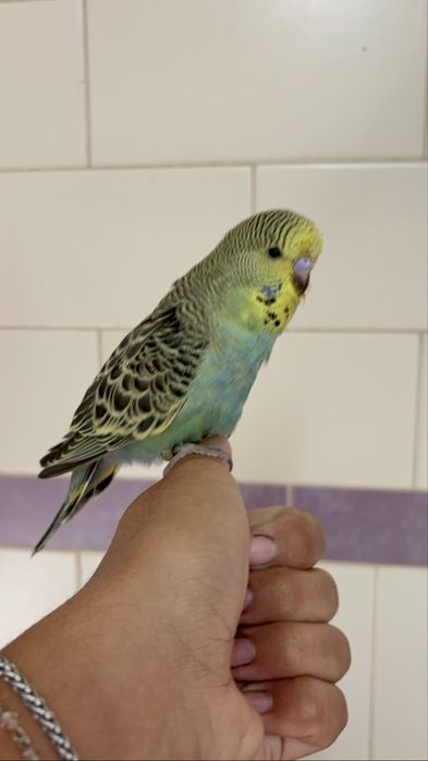 Periquito inglês domesticado