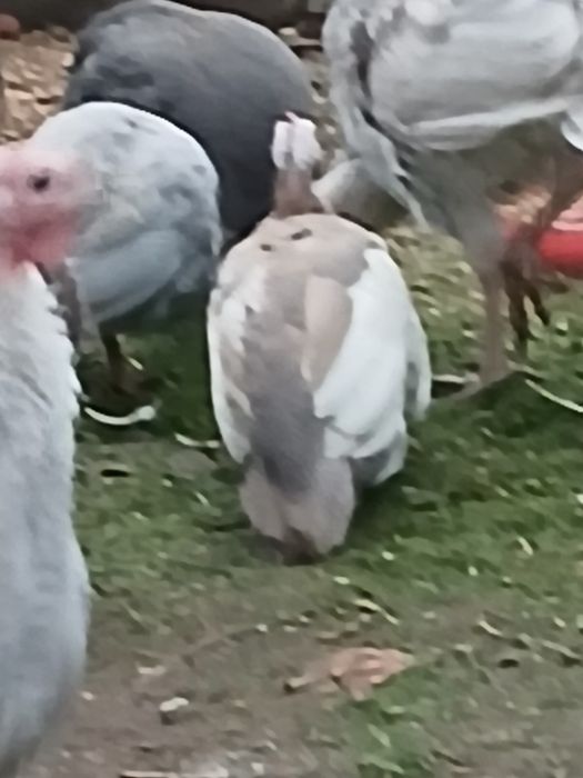 Perliczki,indyki,kogut,gęsi lamdes,sewastopolskie