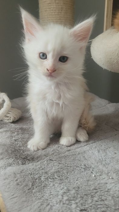 Kotka Maine Coon Coco FPL