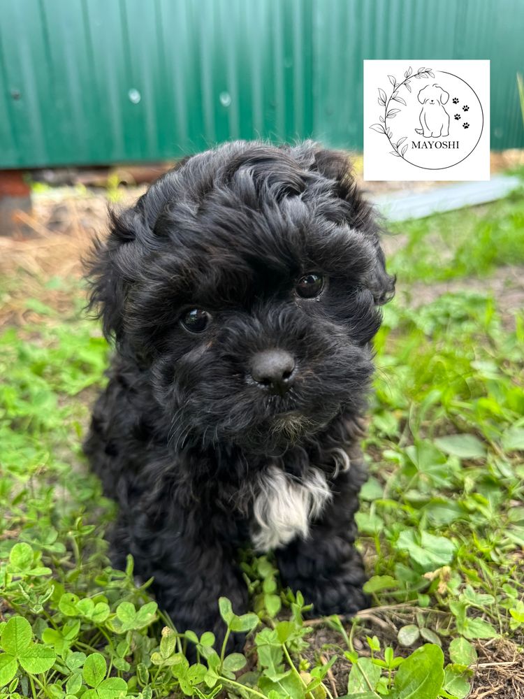 Guffi Samiec Shihpoo Wyprawka Badania genetyczne Pudel Maltipoo