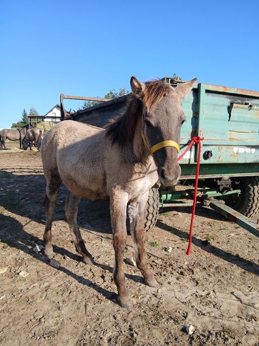 Koniki polskie,klaczki