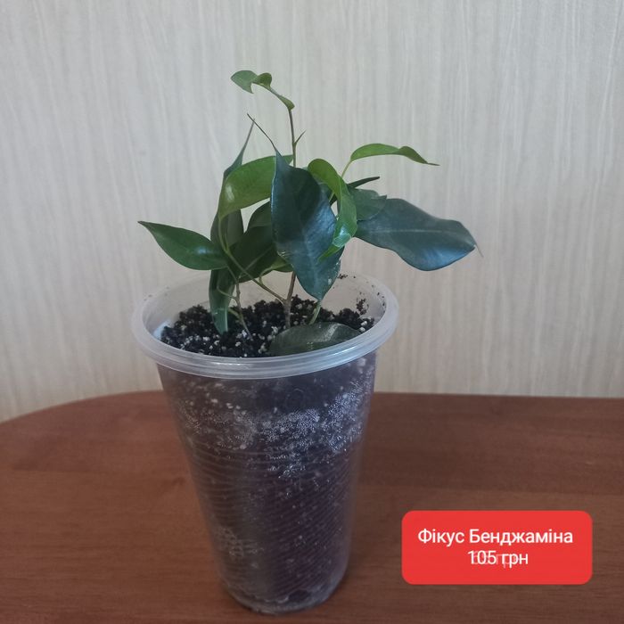 Фікус, каланхоє, сансев'єрія та інші вазони