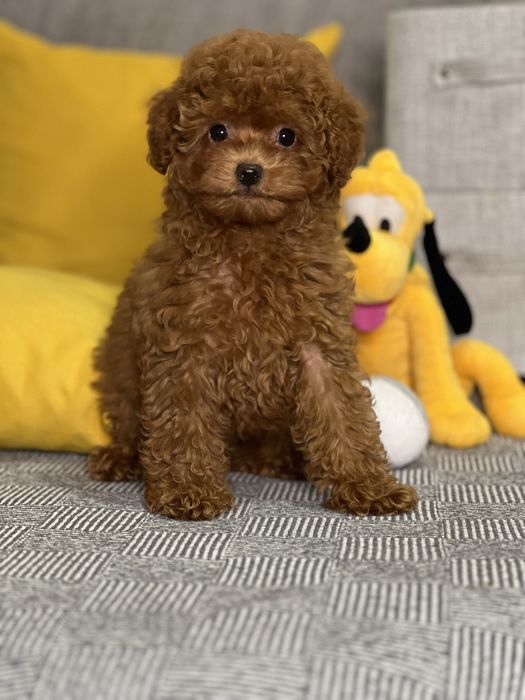 Редбраун темная карамель Мальтипу Ф2 !!!