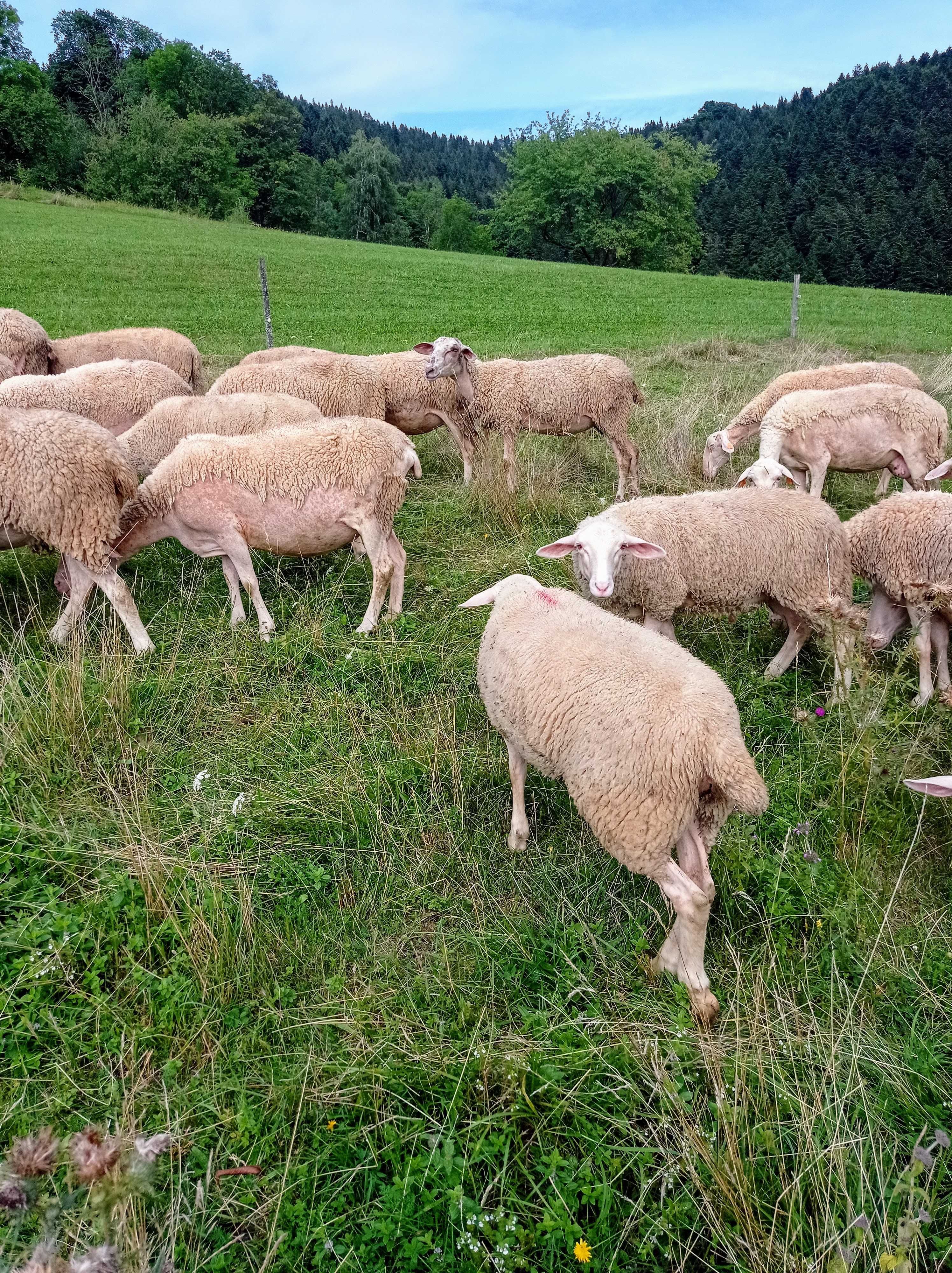 Jagnięta do uboju Lacaune