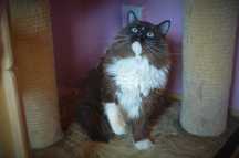 Merida koteczka pohodowlana ragdoll 3 latka