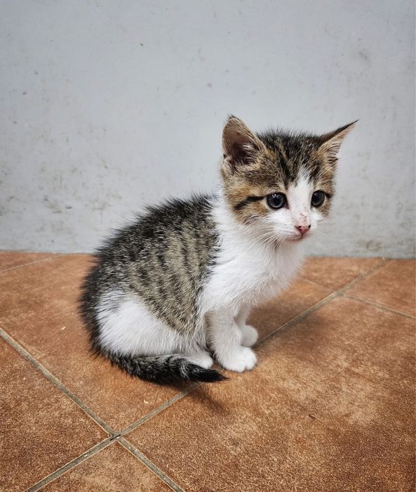 Kochana, 2-miesięczna i wesoła Summer szuka odpowiedzialnego domu!