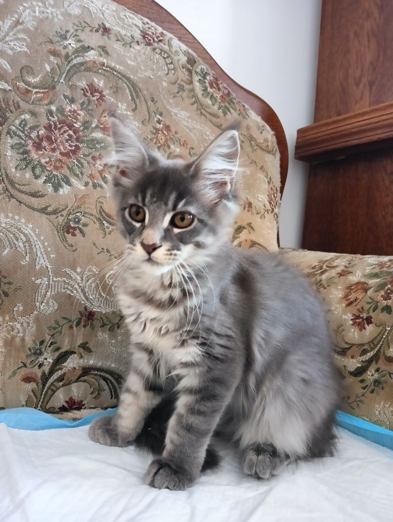 Maine coon masywna niebieska pręgowana koteczka z rodowodem FPL