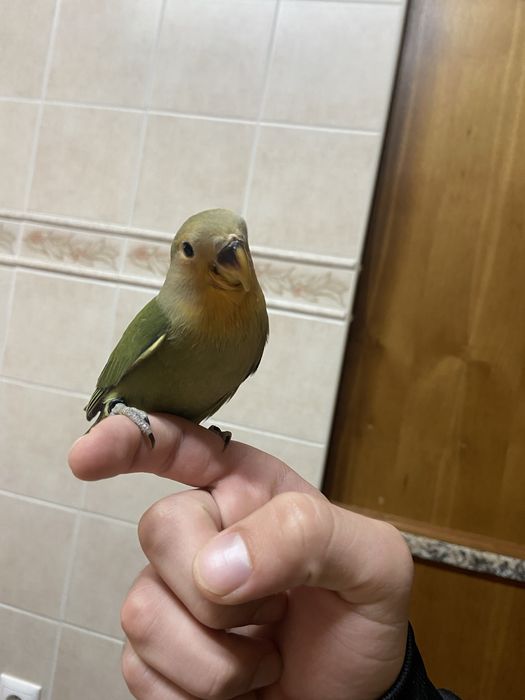 Femea roseicollis domesticada