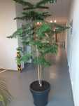 Drzewko araucaria laubenfelsii Corbasson