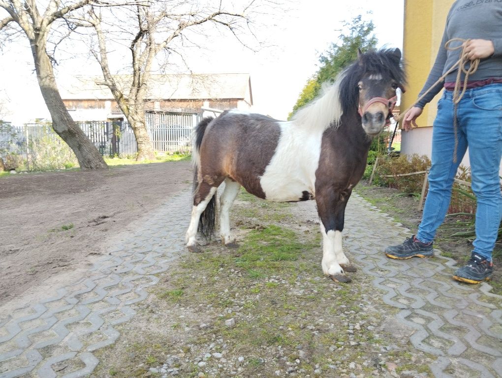 Kucyk Klacz Kuc Źrebna