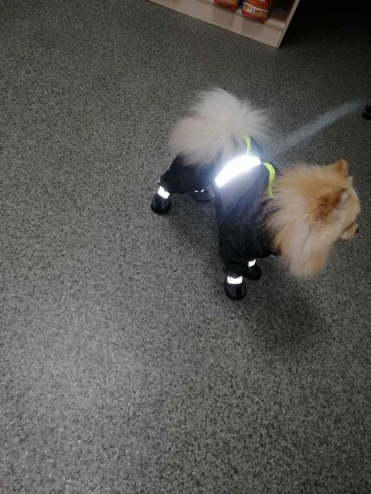 Померанский шпиц мальчик Джонни ищет девочку. Вязка