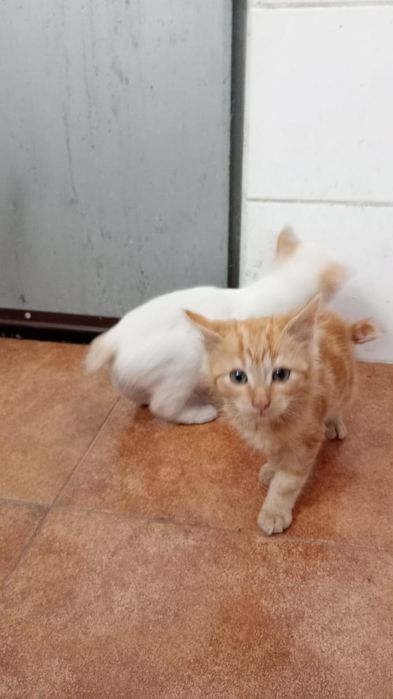 Dão-se gatinhos para adopção responsável esponsável