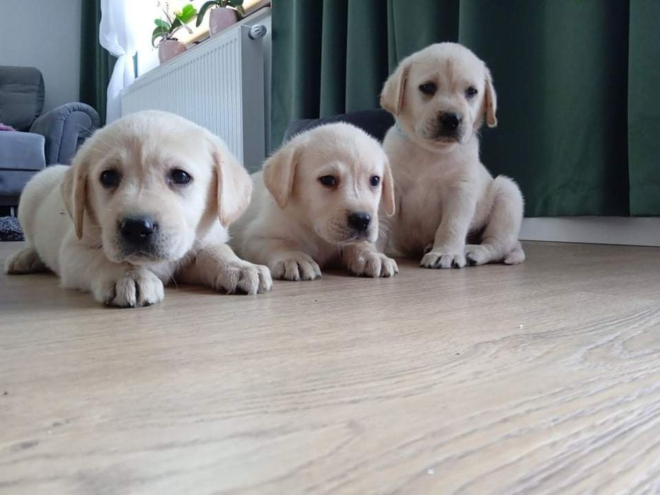 Labrador retriever