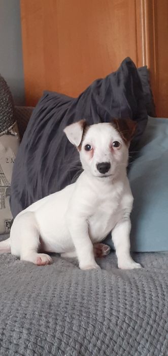 Jack Russell Terrier-suczka