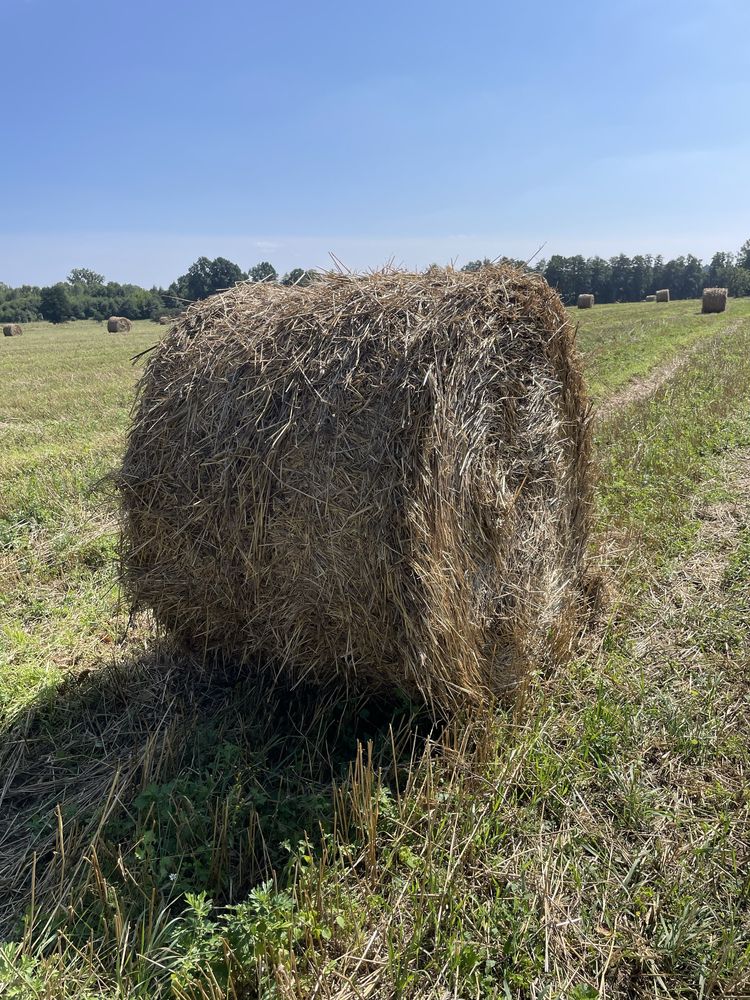 Sprzedam słome żytnią