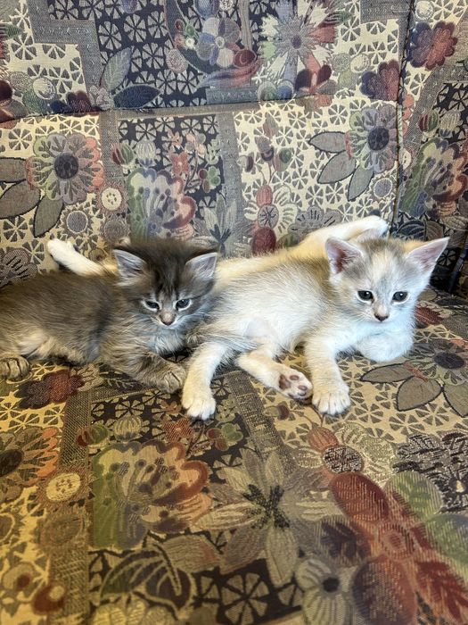 Кіточки безкоштовно 2.5 місяця