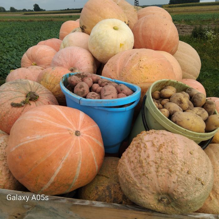 Buraki, dynie,  marchewki