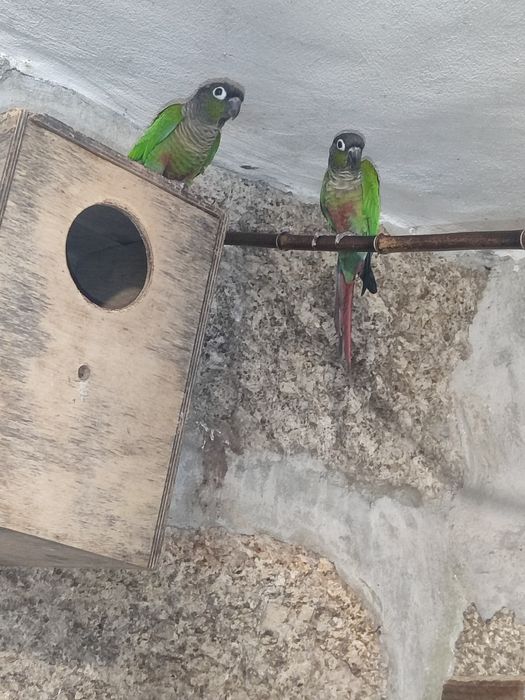 Vendo Casal pyrruas