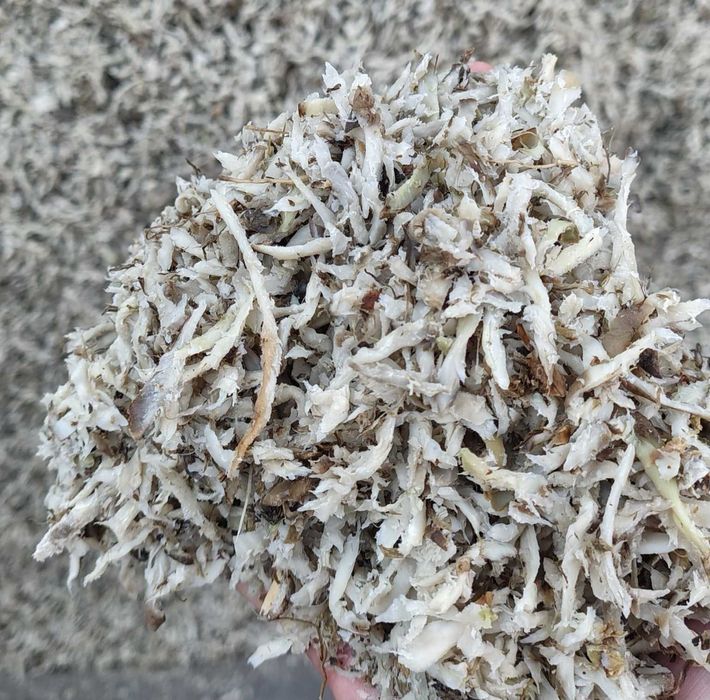 Wysłodki buraczane – luzem, świeże