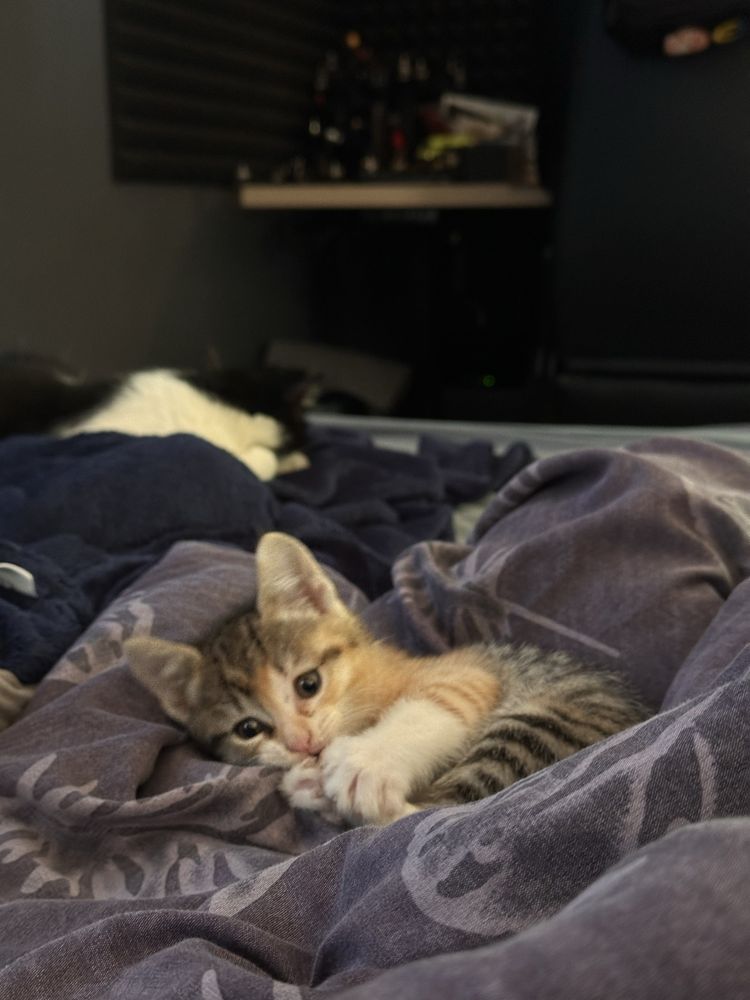 Кошенята Безкоштовно